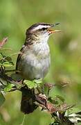 Sedge Warbler