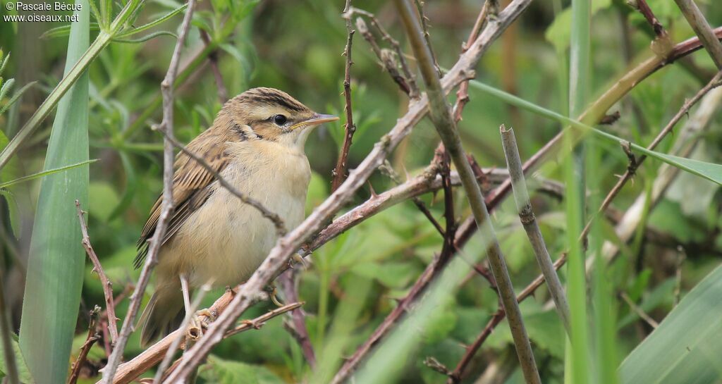 Sedge Warblerjuvenile