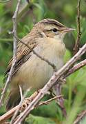 Sedge Warbler