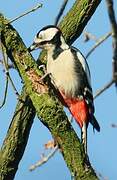 Great Spotted Woodpecker