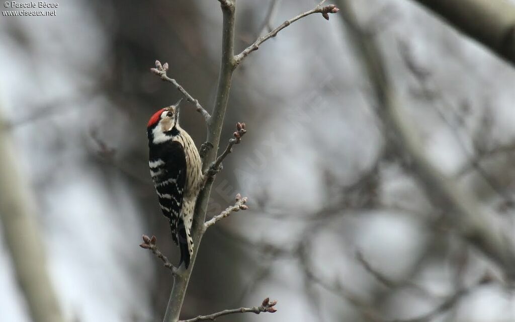 Lesser Spotted Woodpecker male adult