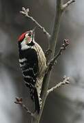 Lesser Spotted Woodpecker