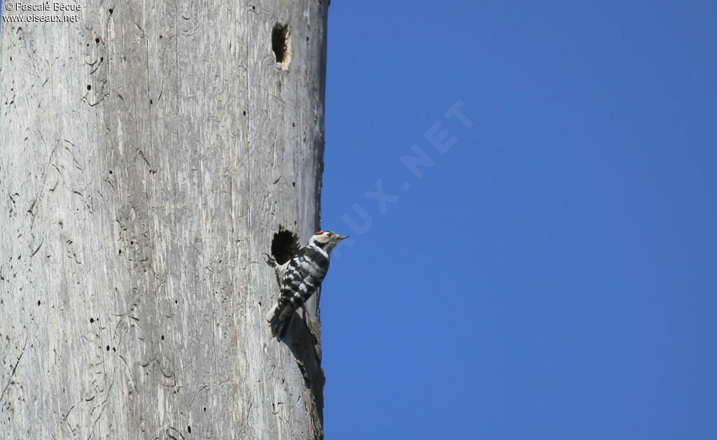 Lesser Spotted Woodpecker male adult