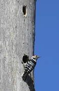 Lesser Spotted Woodpecker