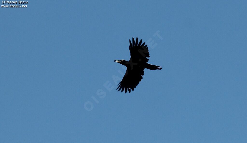 Black Woodpecker female adult, Flight