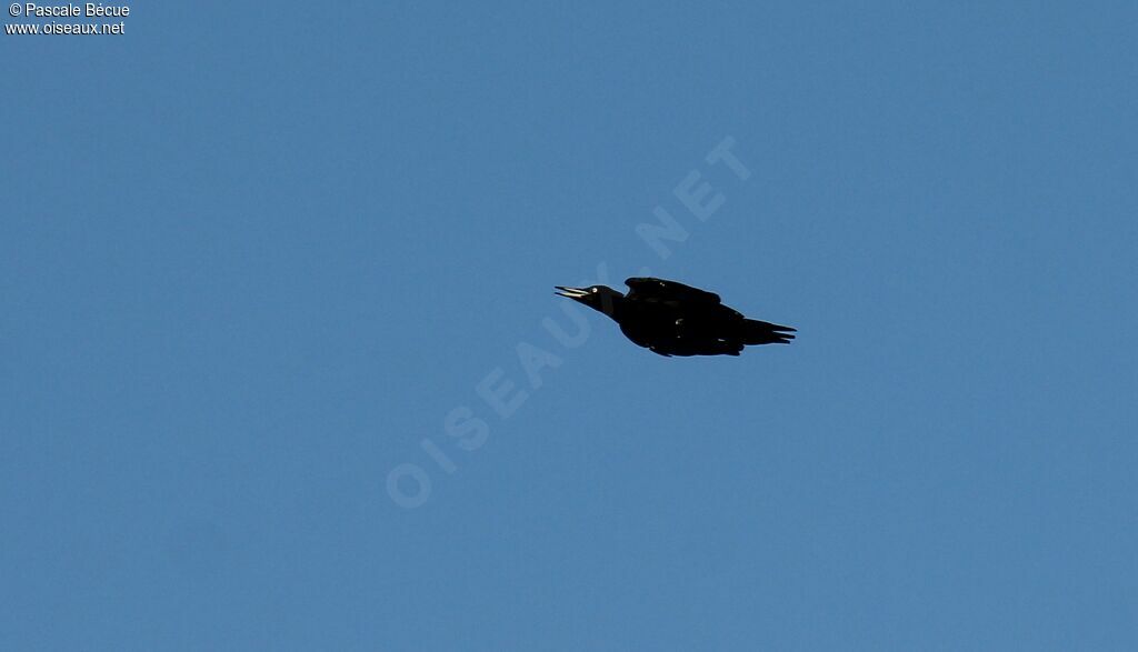 Black Woodpecker female adult, Flight