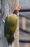 European Green Woodpecker