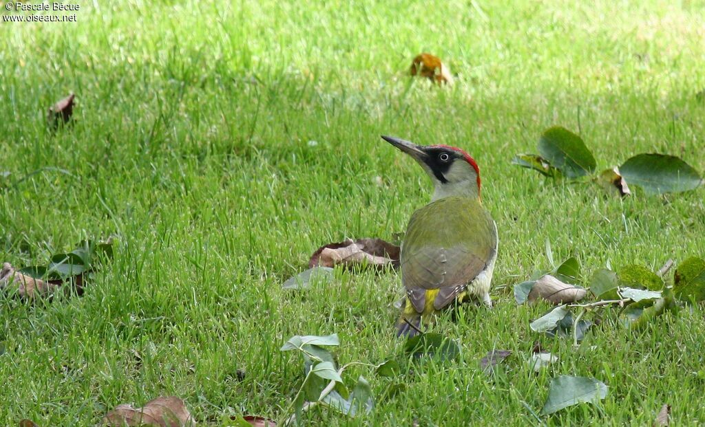 European Green Woodpecker female adult