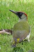 European Green Woodpecker