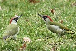 European Green Woodpecker