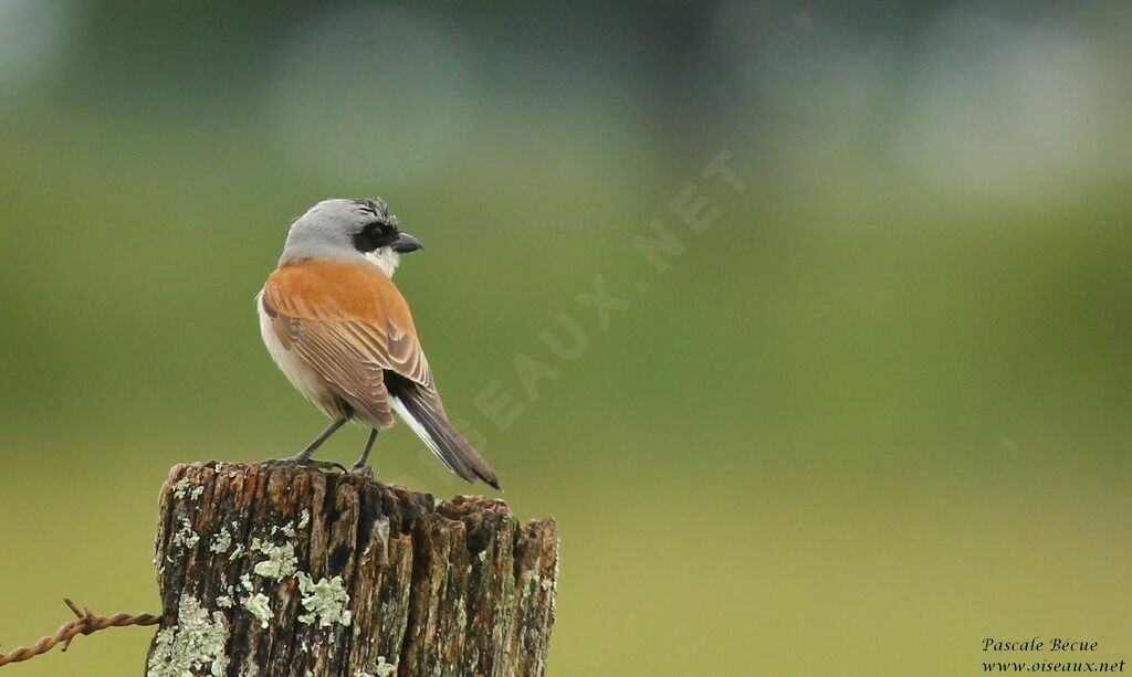 Red-backed Shrike male adult