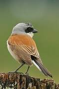 Red-backed Shrike