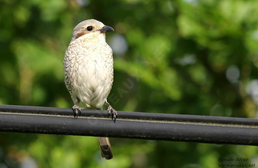 Red-backed Shrike female adult