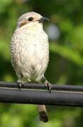 Red-backed Shrike