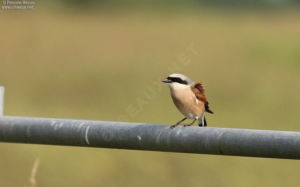 Red-backed Shrike male adult