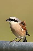 Red-backed Shrike