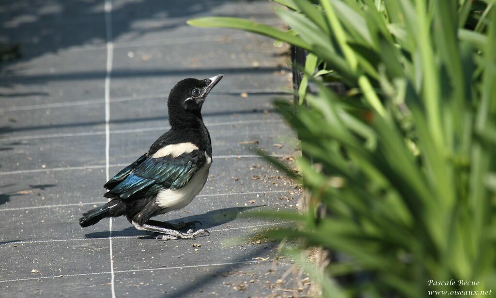 Eurasian Magpiejuvenile