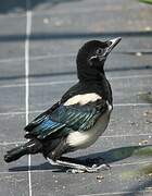 Eurasian Magpie