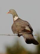 Common Wood Pigeon