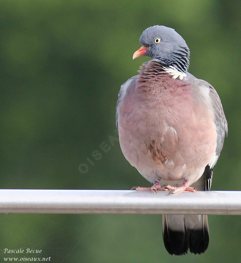 Common Wood Pigeonadult