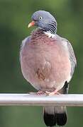 Common Wood Pigeon