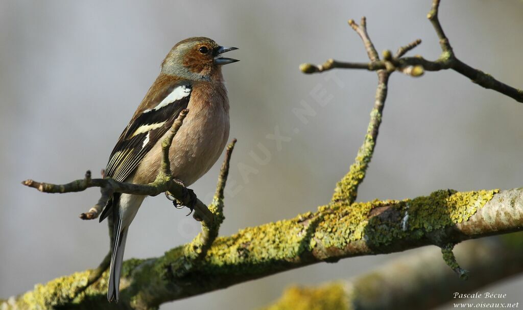 Common Chaffinch male adult