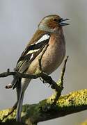 Eurasian Chaffinch