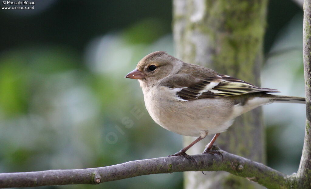 Eurasian Chaffinch female adult