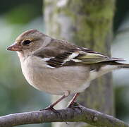 Common Chaffinch