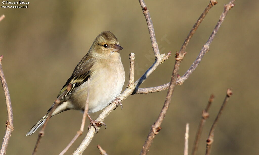 Common Chaffinch female adult