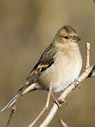 Common Chaffinch