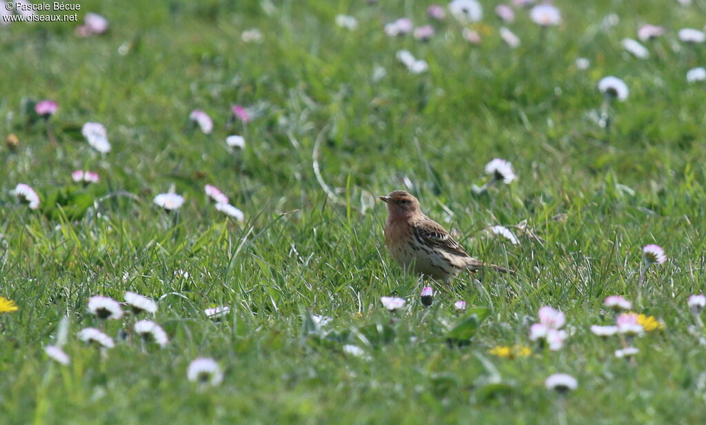 Pipit à gorge rousseadulte, identification