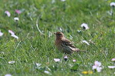 Pipit à gorge rousse