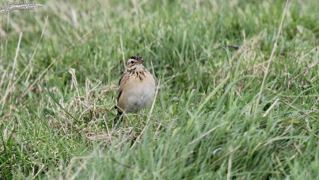 Pipit de Richard