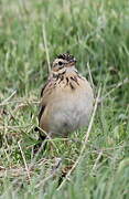 Richard's Pipit