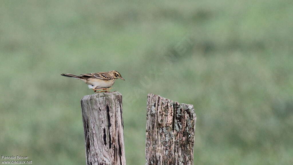 Pipit de Richard1ère année, identification