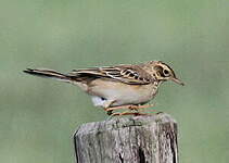 Pipit de Richard