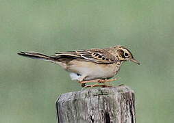 Richard's Pipit