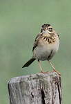 Pipit de Richard