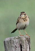 Richard's Pipit