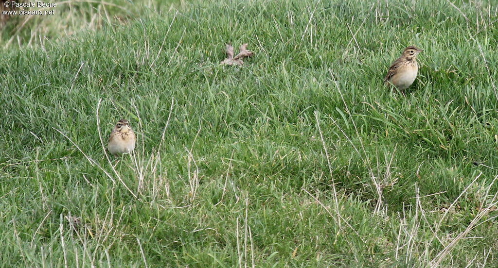 Richard's Pipit