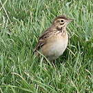 Pipit de Richard