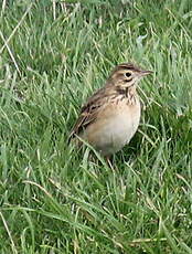 Pipit de Richard