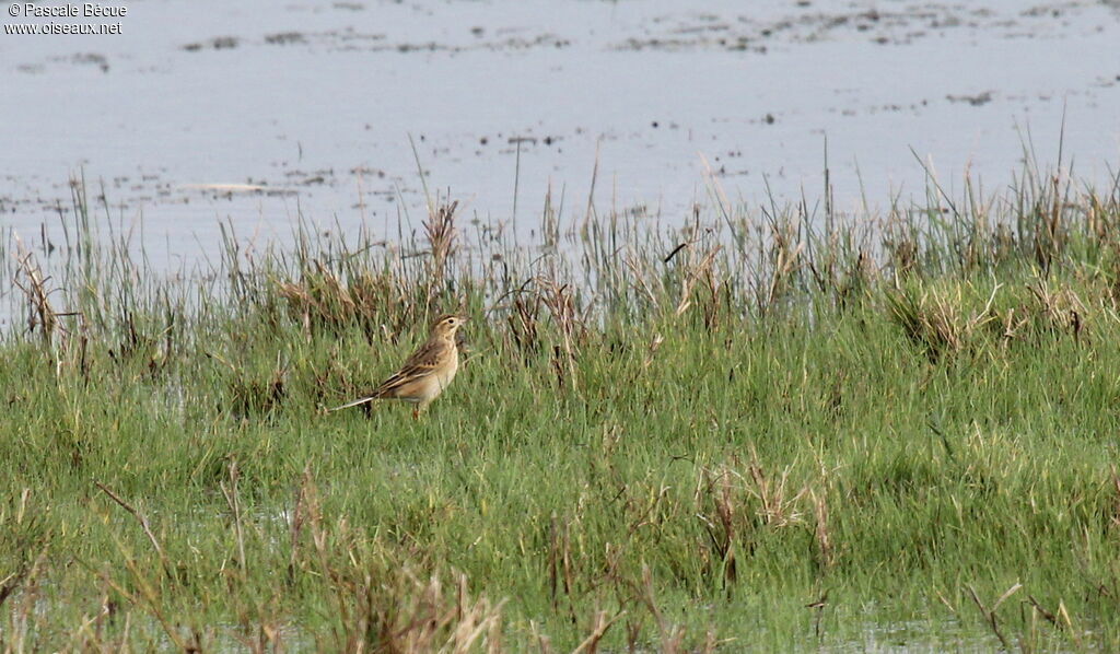 Richard's Pipit