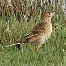 Pipit de Richard