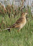 Richard's Pipit