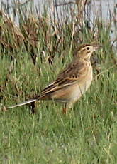 Pipit de Richard