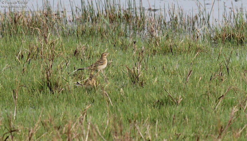 Richard's Pipit