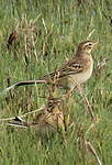 Pipit de Richard