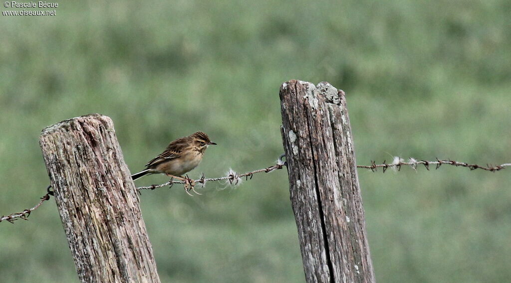 Richard's Pipit